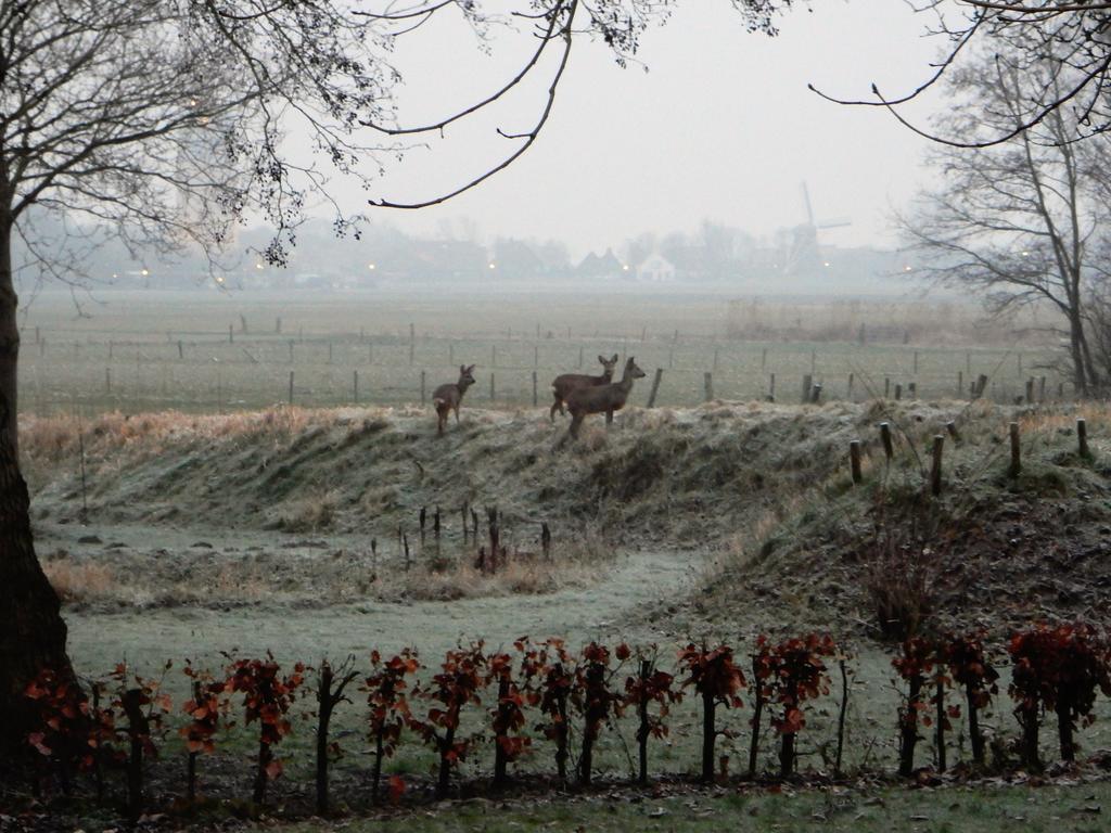 Gastenverblijf Oostdijk Goedereede Exteriör bild